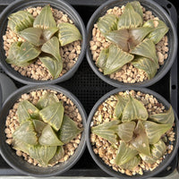 3'' Haworthia Badia Jade Face, Rare Live Succulent Plants
