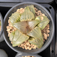 3'' Haworthia Badia Jade Face, Rare Live Succulent Plants
