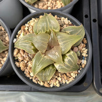 3'' Haworthia Badia Jade Face, Rare Live Succulent Plants