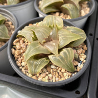 3'' Haworthia Badia Jade Face, Rare Live Succulent Plants