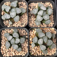 2'' Haworthia Maughanii White Porcelain, Rare Live Succulent Plants