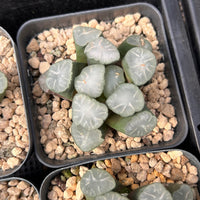 2'' Haworthia Maughanii White Porcelain, Rare Live Succulent Plants