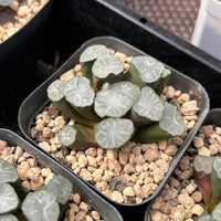 2'' Haworthia Maughanii White Porcelain, Rare Live Succulent Plants