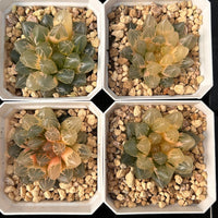 2'' Haworthia Dragon Claw Variegated, Rare Live Succulent Plants