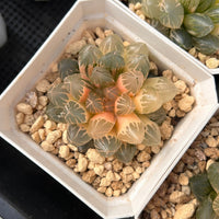 2'' Haworthia Dragon Claw Variegated, Rare Live Succulent Plants