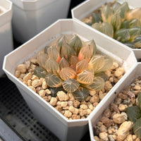 2'' Haworthia Dragon Claw Variegated, Rare Live Succulent Plants