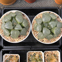 4'' Haworthia 101 Comptoniana, Rare Live Succulent Plants