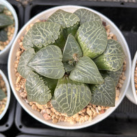 4'' Haworthia 101 Comptoniana, Rare Live Succulent Plants