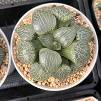 4'' Haworthia 101 Comptoniana, Rare Live Succulent Plants