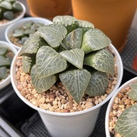 4'' Haworthia 101 Comptoniana, Rare Live Succulent Plants