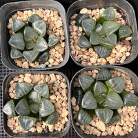 2'' Haworthia Correcta Ji Cui, Rare Live Succulent Plants