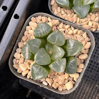 2'' Haworthia Correcta Ji Cui, Rare Live Succulent Plants