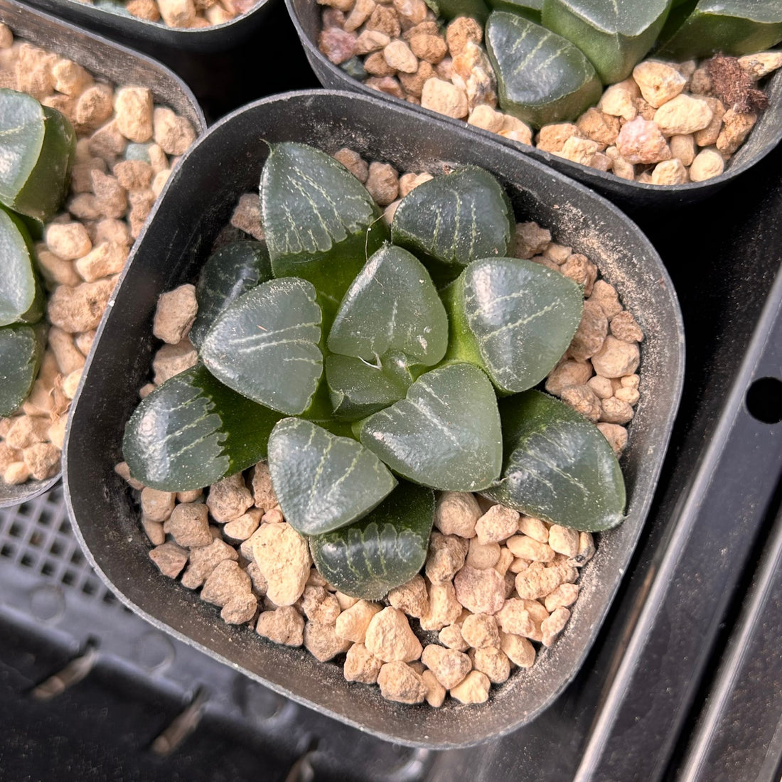2'' Haworthia Correcta Ji Cui, Rare Live Succulent Plants