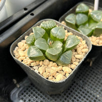 2'' Haworthia Correcta Ji Cui, Rare Live Succulent Plants