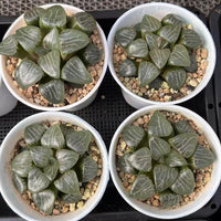 3'' Haworthia Correcta Elegans, Rare Live Succulent Plants