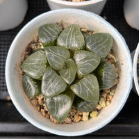 3'' Haworthia Correcta Elegans, Rare Live Succulent Plants