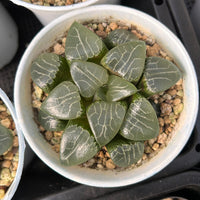 3'' Haworthia Correcta Elegans, Rare Live Succulent Plants