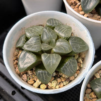 3'' Haworthia Correcta Elegans, Rare Live Succulent Plants