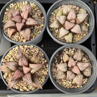 3'' Haworthia Imperial Concubine, Rare Live Succulent Plants