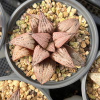 3'' Haworthia Imperial Concubine, Rare Live Succulent Plants