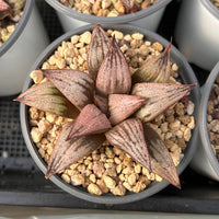 3'' Haworthia Imperial Concubine, Rare Live Succulent Plants