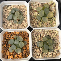 2'' Haworthia Maughanii Luminous Cup Variegated, Rare Live Succulent Plants