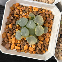2'' Haworthia Maughanii Luminous Cup Variegated, Rare Live Succulent Plants