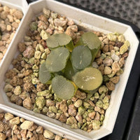 2'' Haworthia Maughanii Luminous Cup Variegated, Rare Live Succulent Plants