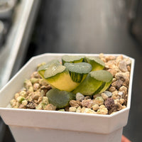 2'' Haworthia Maughanii Luminous Cup Variegated, Rare Live Succulent Plants