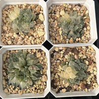 2'' Haworthia Cooperi Hair Variegated, Rare Live Succulent Plants