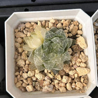 2'' Haworthia Cooperi Hair Variegated, Rare Live Succulent Plants