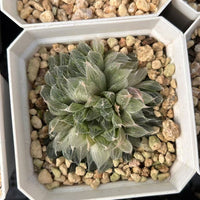 2'' Haworthia Cooperi Hair Variegated, Rare Live Succulent Plants