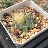 2'' Haworthia Cooperi Hair Variegated, Rare Live Succulent Plants