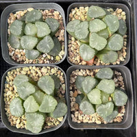 2'' Haworthia Truncata Angle, Rare Live Succulent Plants