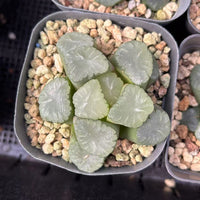 2'' Haworthia Truncata Angle, Rare Live Succulent Plants