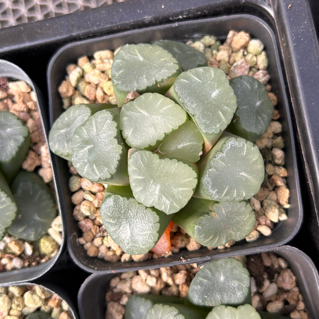 2'' Haworthia Truncata Angle, Rare Live Succulent Plants