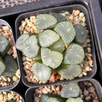 2'' Haworthia Truncata Angle, Rare Live Succulent Plants