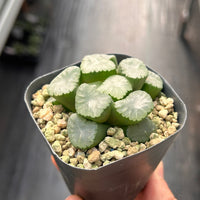 2'' Haworthia Truncata Angle, Rare Live Succulent Plants
