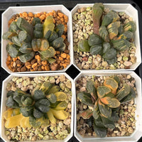 2'' Haworthia Maughanii Qing Variegated, Rare Live Succulent Plants