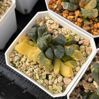 2'' Haworthia Maughanii Qing Variegated, Rare Live Succulent Plants
