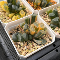 2'' Haworthia Maughanii Qing Variegated, Rare Live Succulent Plants