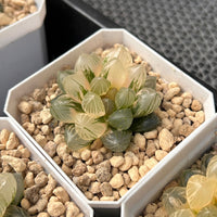 2'' Haworthia Cooperi OM Variegated, Rare Live Succulent Plants