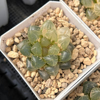 2'' Haworthia Cooperi OM Variegated, Rare Live Succulent Plants