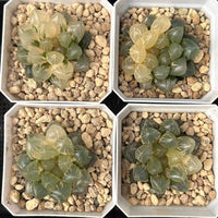 2'' Haworthia Cooperi OM Variegated, Rare Live Succulent Plants