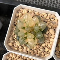 2'' Haworthia Cooperi OM Variegated, Rare Live Succulent Plants