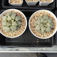 3.5'' Haworthia Picta, Rare Live Succulent Plants