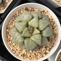 3.5'' Haworthia Picta, Rare Live Succulent Plants