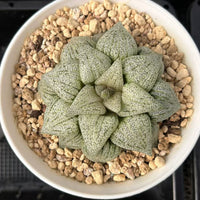 3.5'' Haworthia Picta, Rare Live Succulent Plants