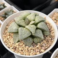 3.5'' Haworthia Picta, Rare Live Succulent Plants