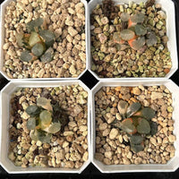 1.5'' Haworthia Maughanii Green Mountain Variegated, Rare Live Succulent Plants